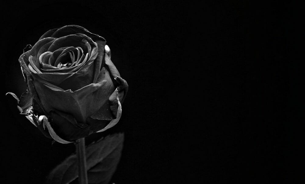 Schwarze Rose
